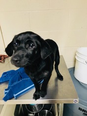 Labrador Retriever-Unknown Mix Dogs for adoption in Albemarle, NC, USA