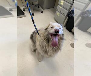 Australian Shepherd-Unknown Mix Dogs for adoption in Santa Cruz, CA, USA