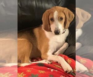 American Foxhound-Beagle Mix Dogs for adoption in Monkton, MD, USA