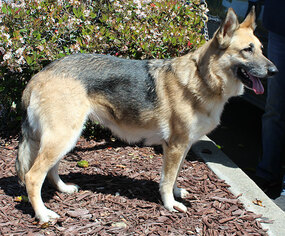 German Shepherd Dog Dogs for adoption in Santa Rosa, CA, USA