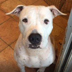 Small Dogo Argentino