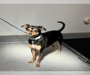 Chihuahua-Unknown Mix Dogs for adoption in Rancho Cucamonga, CA, USA