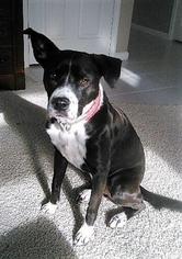 Boxador Dogs for adoption in bloomington, IL, USA