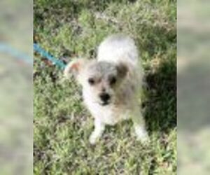 Bichon Frise-Unknown Mix Dogs for adoption in Missouri City, TX, USA