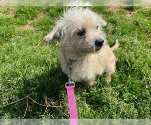 Cairn Terrier Dogs for adoption in Columbus, NC, USA