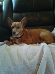 Chiweenie Dogs for adoption in Lawton, OK, USA