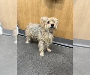 Mutt Dogs for adoption in Forestville, MD, USA
