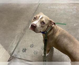 Catahoula Leopard Dog-Unknown Mix Dogs for adoption in Ocala, FL, USA