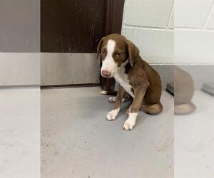 American Pit Bull Terrier-Unknown Mix Dogs for adoption in Corpus Christi, TX, USA