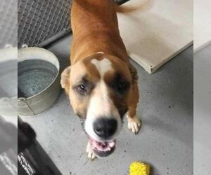 Boxer Dogs for adoption in Galax, VA, USA