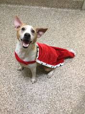 Jack Russell Terrier Dogs for adoption in Martinsburg, WV, USA