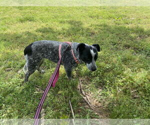 Mutt Dogs for adoption in Sparta, TN, USA
