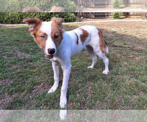 Australian Shepherd-Unknown Mix Dogs for adoption in Davis, CA, USA