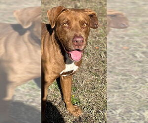 Mutt Dogs for adoption in Augusta, GA, USA