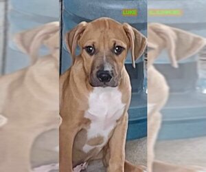 Boxer-Unknown Mix Dogs for adoption in Woodland Hills, CA, USA