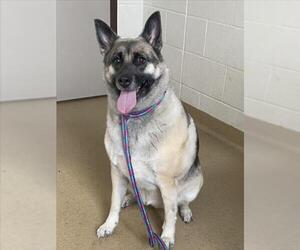 Siberian Husky-Unknown Mix Dogs for adoption in Derwood, MD, USA