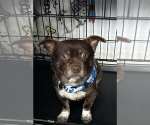 Chug Dogs for adoption in Springdale, PA, USA