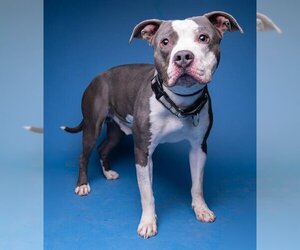 American Staffordshire Terrier Dogs for adoption in Ogden, UT, USA