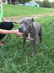 American Pit Bull Terrier-Unknown Mix Dogs for adoption in Centerburg, OH, USA