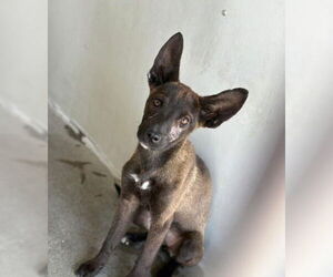 German Shepherd Dog-Unknown Mix Dogs for adoption in San Bernardino, CA, USA