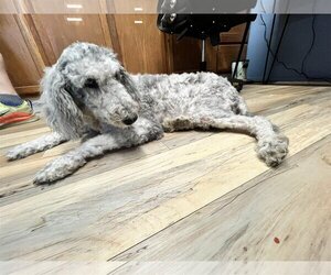 Labradoodle Dogs for adoption in Shreveport, LA, USA