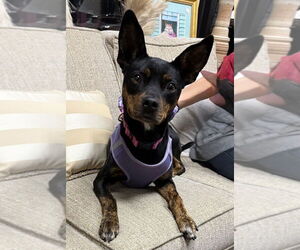 German Pinscher-Unknown Mix Dogs for adoption in Mundelein, IL, USA