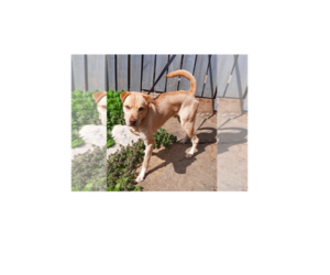 Chinese Shar-Pei-Unknown Mix Dogs for adoption in Stockport, OH, USA
