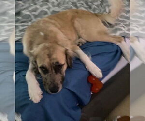 Australian Retriever Dogs for adoption in Oakland Park, FL, USA