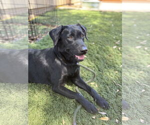Labrador Retriever Dogs for adoption in Milpitas, CA, USA