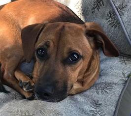 Dachshund Dogs for adoption in Wheaton, IL, USA