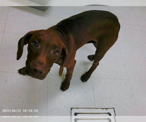 Unknown-Vizsla Mix Dogs for adoption in Oroville, CA, USA