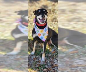 Australian Kelpie-Unknown Mix Dogs for adoption in Baytown, TX, USA