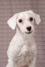 Bichon Frise Dogs for adoption in Decatur, GA, USA