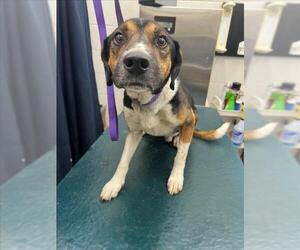 Beagle-Unknown Mix Dogs for adoption in Mobile, AL, USA