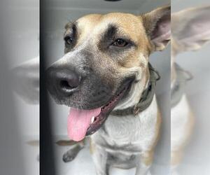 American Pit Bull Terrier-Unknown Mix Dogs for adoption in Houston, TX, USA