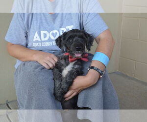 Poodle (Miniature)-Unknown Mix Dogs for adoption in McKinney, TX, USA