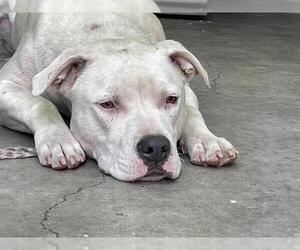 American Pit Bull Terrier Dogs for adoption in Pasadena, CA, USA