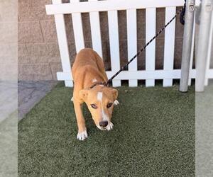 German Shepherd Dog-Unknown Mix Dogs for adoption in Modesto, CA, USA