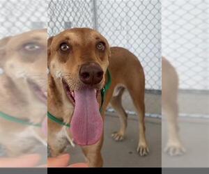 Doberman Pinscher Dogs for adoption in Bakersfield, CA, USA