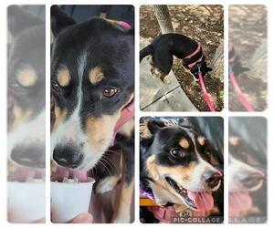 Australian Shepherd-Unknown Mix Dogs for adoption in San Antonio, TX, USA