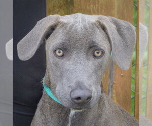 Unknown-Weimaraner Mix Dogs for adoption in Huntley, IL, USA