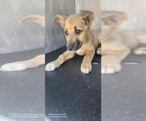 Mutt Dogs for adoption in San Antonio, TX, USA