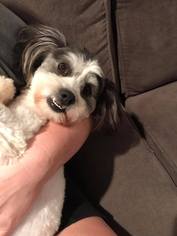 Shih Tzu-Unknown Mix Dogs for adoption in Lindale , TX, USA