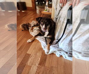 Australian Shepherd-Unknown Mix Dogs for adoption in Aurora, IN, USA