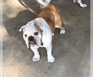 Bulldog Dogs for adoption in Katy, TX, USA