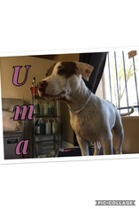 American Pit Bull Terrier Dogs for adoption in Scottsdale , AZ, USA