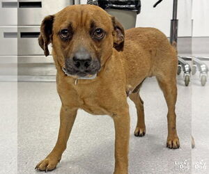 Dachshund-Retriever Mix Dogs for adoption in Washington, DC, USA