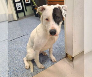 American Pit Bull Terrier-Pointer Mix Dogs for adoption in Long Beach, CA, USA