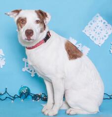 Sheprador Dogs for adoption in Columbus, GA, USA