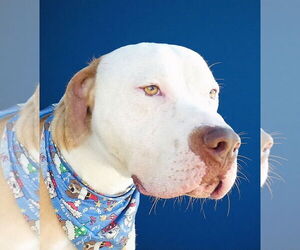 Mutt Dogs for adoption in Pasadena, CA, USA